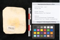 Foto (Objekt + Etikett) von Plantae indet.  (NHMW-GEO-2024-0188-11633)